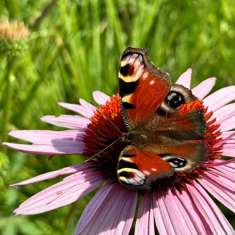A peocock butterfly enjoying the sun